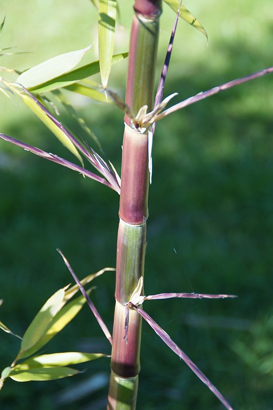 Phyllostachys preacox viridisulcata au soleil